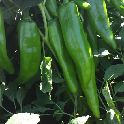 Chili Pepper Seeds Collection – 12 Heirloom Varieties | Non-GMO