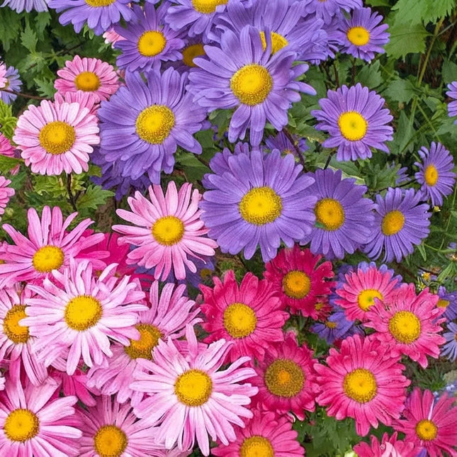 China Aster Single Mix Seeds – Callistephus Chinensis