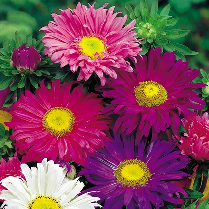 China Aster Single Mix Seeds – Callistephus Chinensis