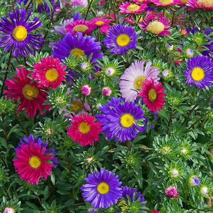 China Aster Single Mix Seeds – Callistephus Chinensis