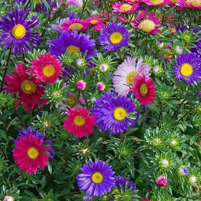 China Aster Single Mix Seeds – Callistephus Chinensis