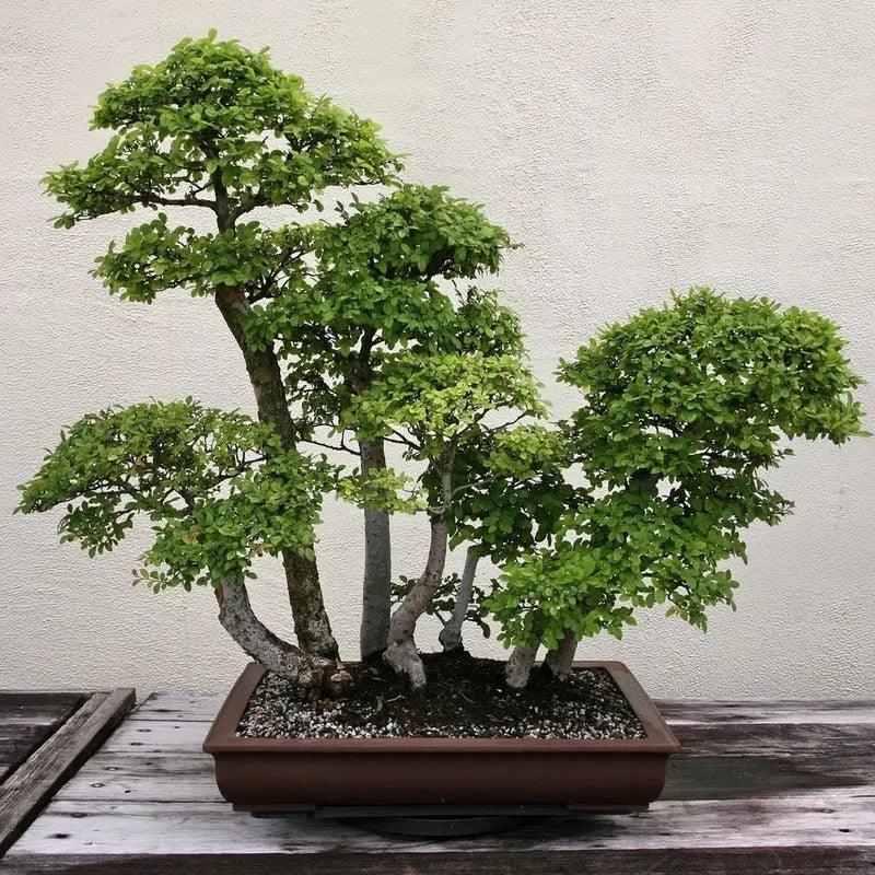 50 Chinese Elm Tree Seeds - Ulmus parvifolia