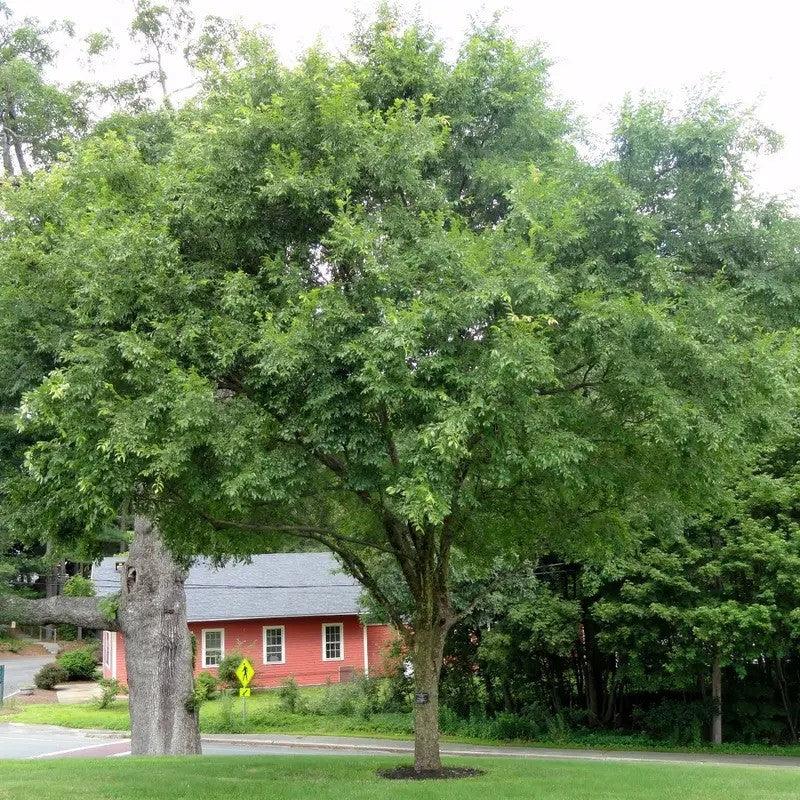 50 Chinese Elm Tree Seeds - Ulmus parvifolia