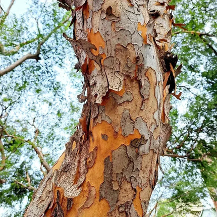 50 Chinese Elm Tree Seeds - Ulmus parvifolia