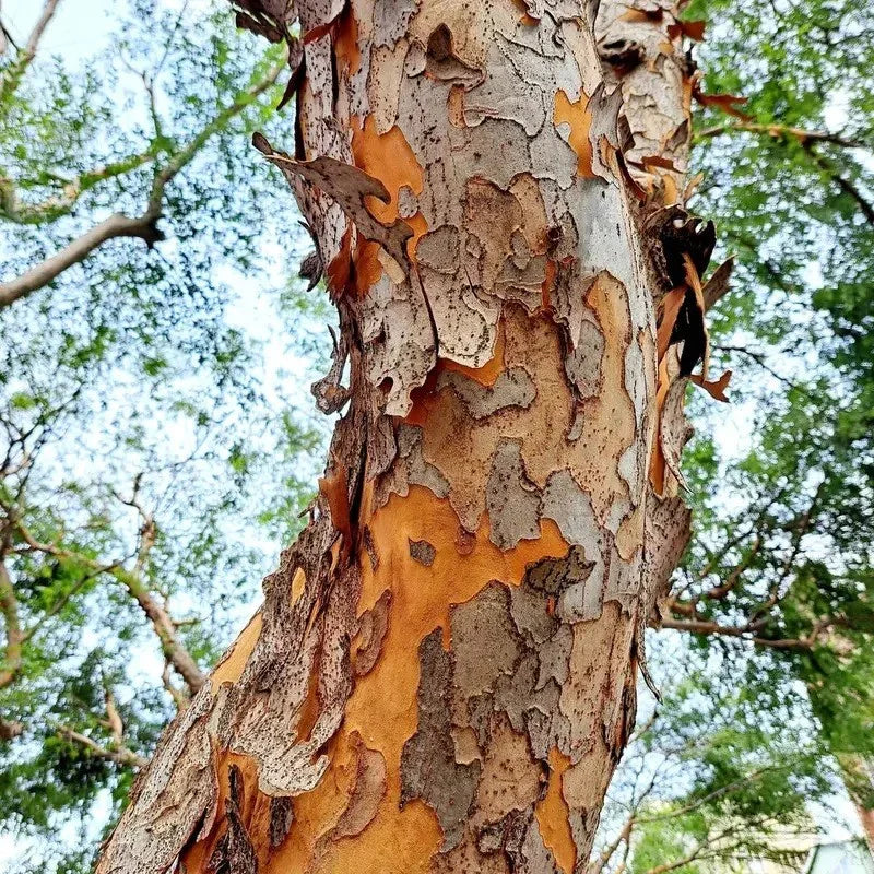 50 Chinese Elm Tree Seeds - Ulmus parvifolia