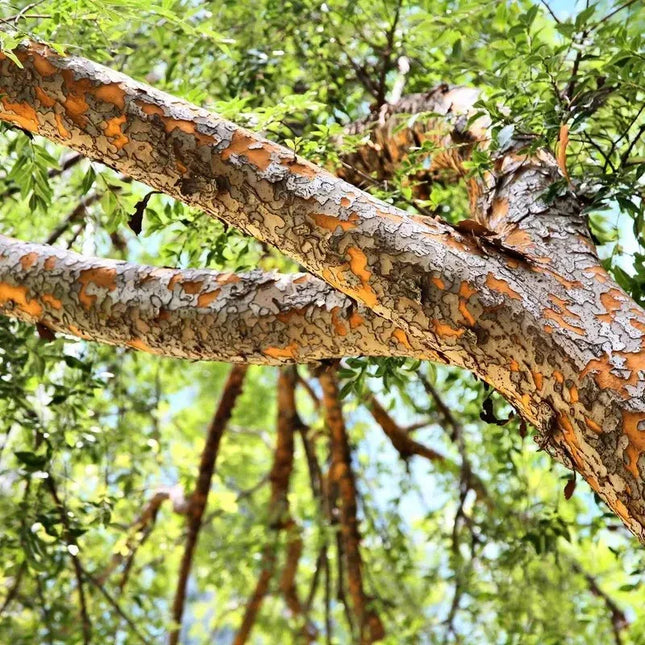 50 Chinese Elm Tree Seeds - Ulmus parvifolia