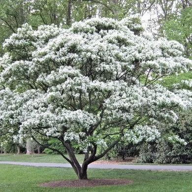 10 Chinese Fringe Tree Seeds