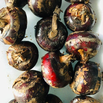 4 Fresh Live Chinese Water Chestnut Bulbs - Ready to Plant
