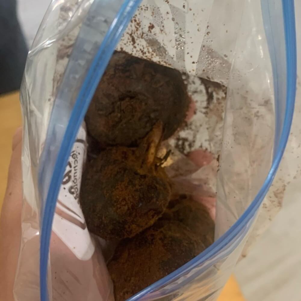 4 Fresh Live Chinese Water Chestnut Bulbs - Ready to Plant