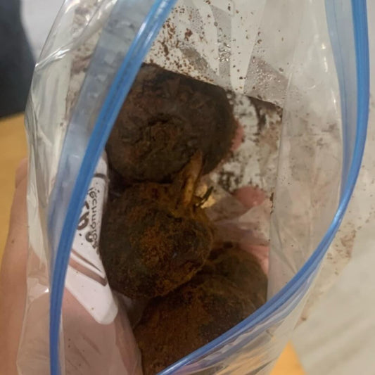 4 Fresh Live Chinese Water Chestnut Bulbs - Ready to Plant