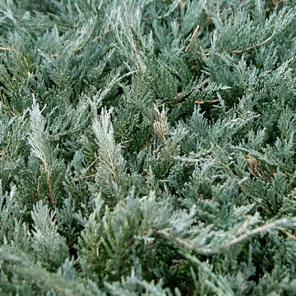 Chinese Juniper (Juniperus chinensis) evergreen foliage with silvery blue-green needles, ideal for privacy screens, bonsai, landscaping, and drought-tolerant gardens. Seed World