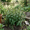 Chocolate Mint Herb Seeds – grow aromatic cocoa-flavored mint for gardens and indoor pots. Seed World