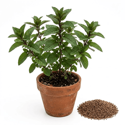 1100 Chocolate Mint Seeds – Delightful Cocoa Aroma | NON-GMO Herb Seeds