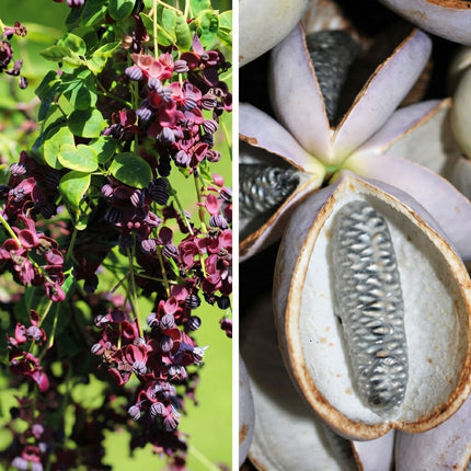 Chocolate Vine Seeds – Akebia quinata flowering vine with fragrant deep purple blooms and unique edible fruit, fast-growing ornamental climber for trellises, fences and garden landscapes. Seed World