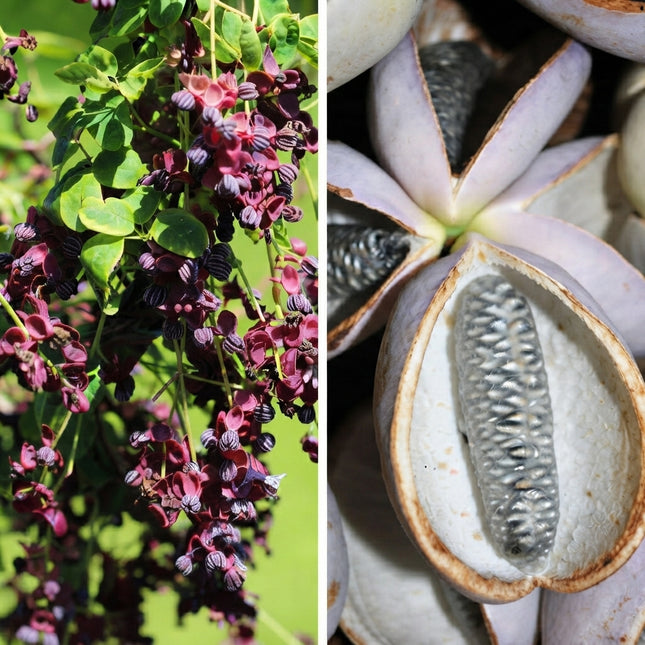 Chocolate Vine Seeds – Akebia quinata flowering vine with fragrant deep purple blooms and unique edible fruit, fast-growing ornamental climber for trellises, fences and garden landscapes. Seed World