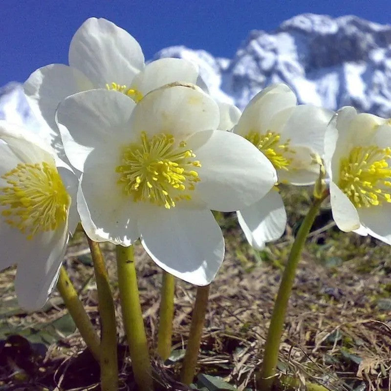 White flowers with yellow centers in a mountainous landscape