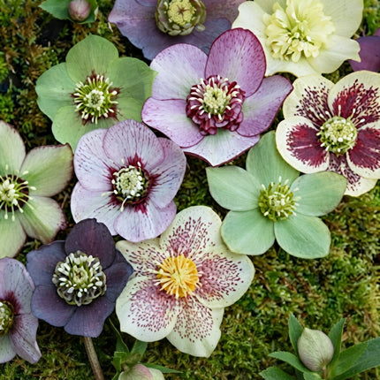 Christmas Rose Seeds – Helleborus Niger with Elegant White and Pastel Winter Blooms, Hardy Perennial Flower for Shade Gardens. Seed World
