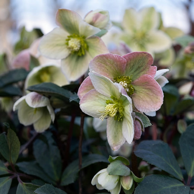 Rose Helleborus Christmas Rose Seeds – 15 Seeds