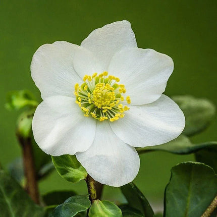 White flower with yellow center on a green background