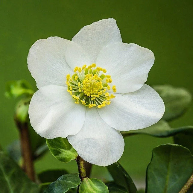 White flower with yellow center on a green background