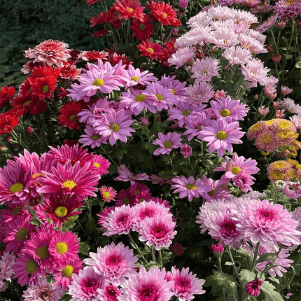200 Chrysanthemum Seeds – Colorful Mix Perennial | Easy to Grow