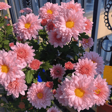 200 Chrysanthemum Seeds – Colorful Mix Perennial | Easy to Grow