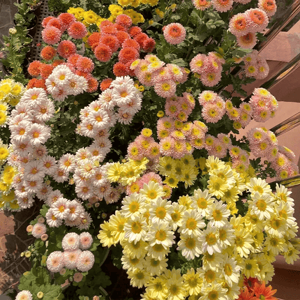 200 Chrysanthemum Seeds – Colorful Mix Perennial | Easy to Grow