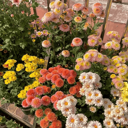 200 Chrysanthemum Seeds – Colorful Mix Perennial | Easy to Grow