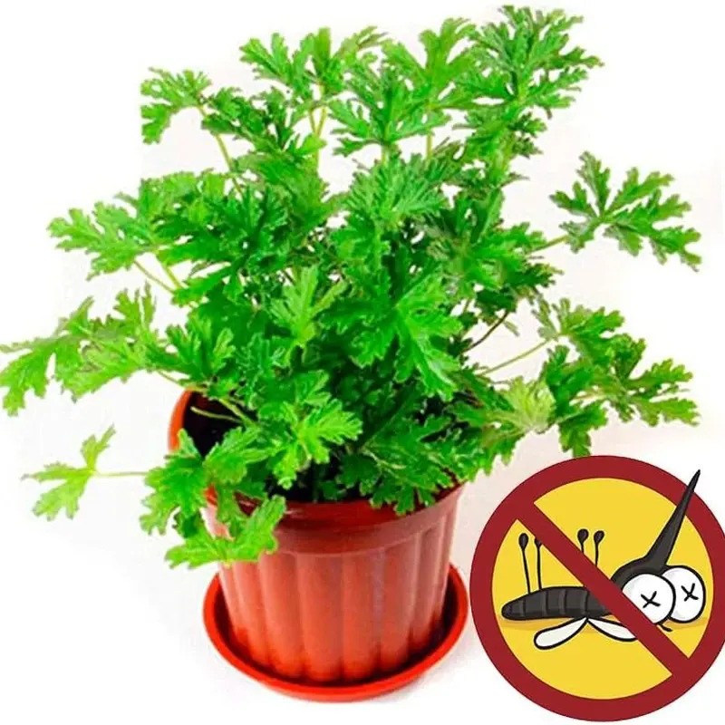 Citronella Mosquito Repellent Plant in Pot – Natural Pest Control