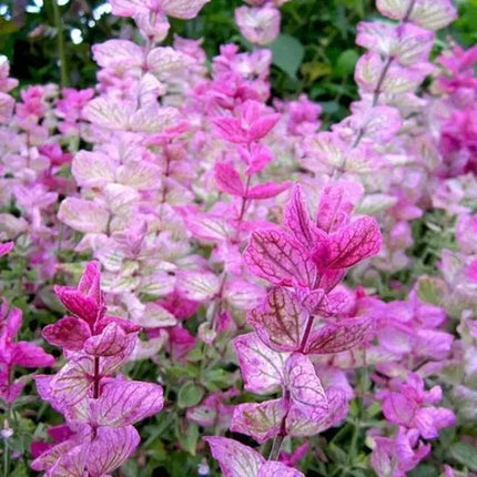 Close-up of pink and white flowers with green leaves in the background