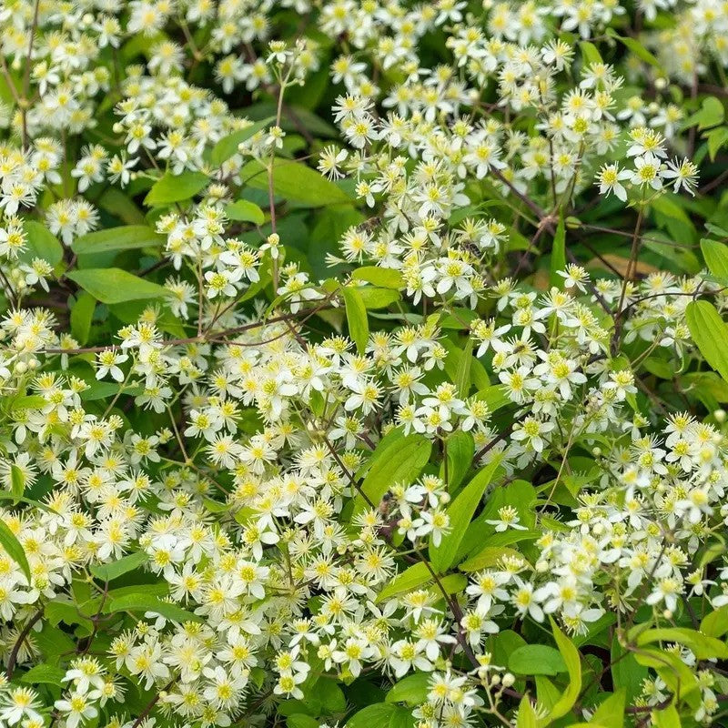Wild Virgin’s Bower Clematis in full bloom with white star-shaped blossoms