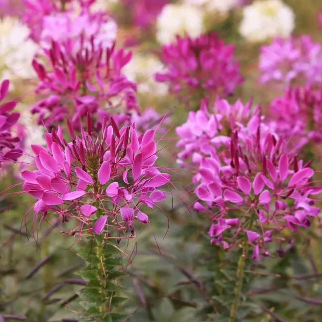 1000 Cleome Violet Queen Spider Flower Seeds | Heat-Tolerant Annual