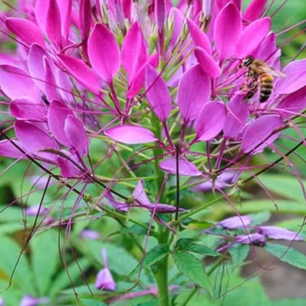 1000 Cleome Violet Queen Spider Flower Seeds | Heat-Tolerant Annual