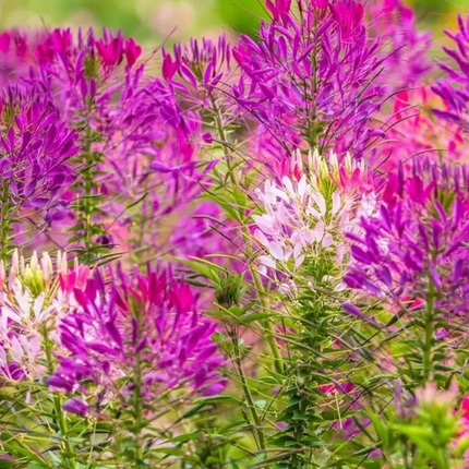 1000 Cleome Violet Queen Spider Flower Seeds | Heat-Tolerant Annual