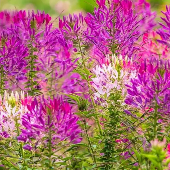 1000 Cleome Violet Queen Spider Flower Seeds | Heat-Tolerant Annual