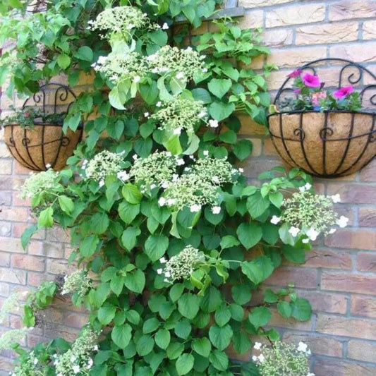 Vines with white flowers climbing a brick wall with hanging planters.