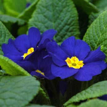 15 Cobalt Blue Primrose Seeds