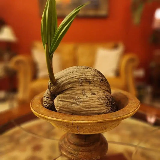 Indoor display of a sprouted coconut in a decorative bowl