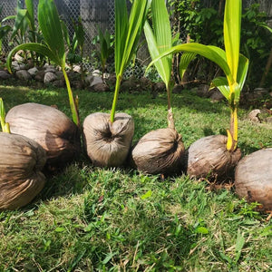 Row of sprouted coconuts with green shoots growing on grass