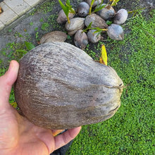 Close-up of a mature sprouted coconut in hand, ready for planting