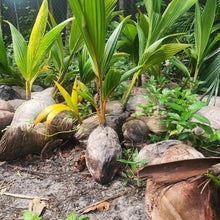 Sprouted coconut trees growing outdoors in a tropical garden