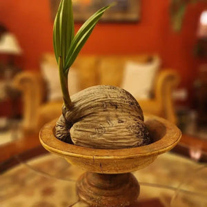 Indoor display of a sprouted coconut in a decorative bowl