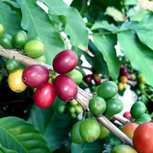 2 Coffea Arabica Live Plant in a 3" Pots