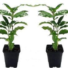 2 Coffea Arabica Live Plant in a 3" Pots