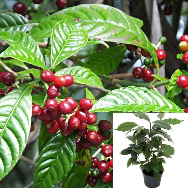 1 Coffea Arabica Live Plant in a 3" Pots