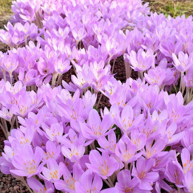 Purple flowers with yellow centers on a natural background