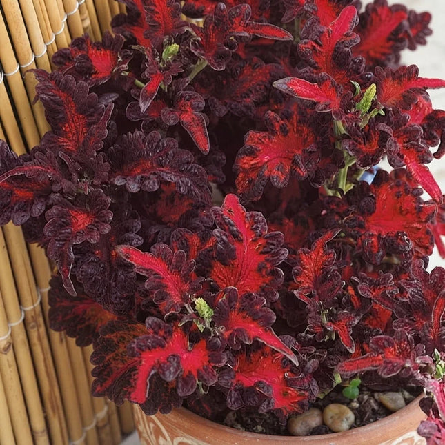 25 Black Dragon Coleus Seeds – Rare Dark Foliage Ornamental Plant