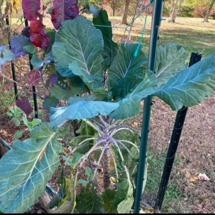 50 Collard Green Seeds – African Tree Collard Hybrid Longhead | Heirloom