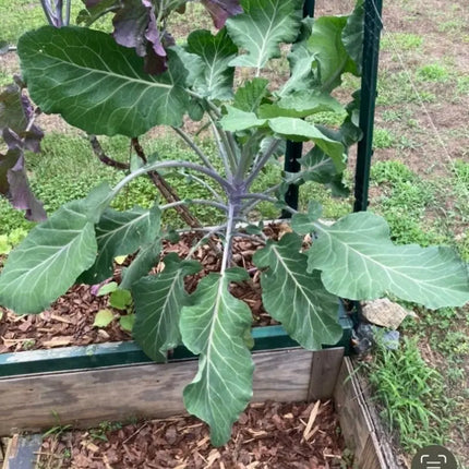 50 Collard Green Seeds – African Tree Collard Hybrid Longhead | Heirloom