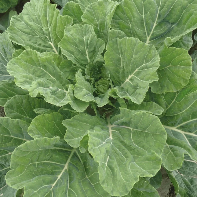 250 Collard Greens Seeds - Georgia Southern Heirloom | Non-GMO